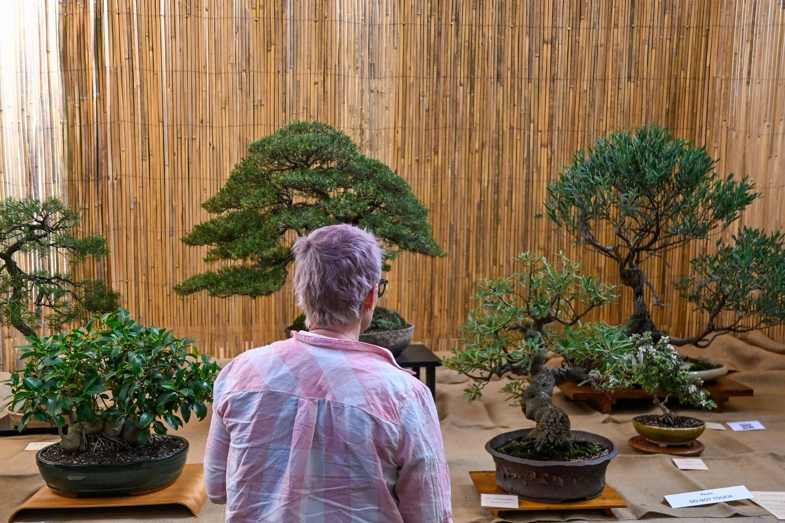 Bendigo Bonsai Club Easter Exhibition