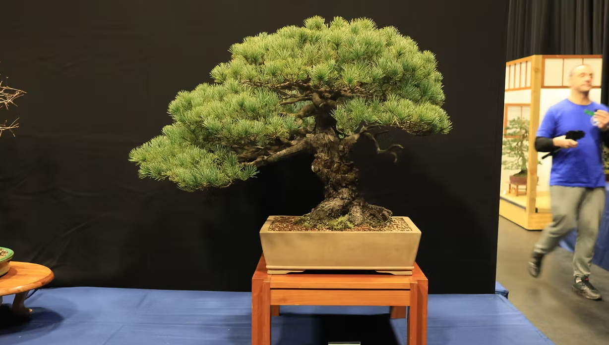 Bonsai Northwest: Exhibition & Sales