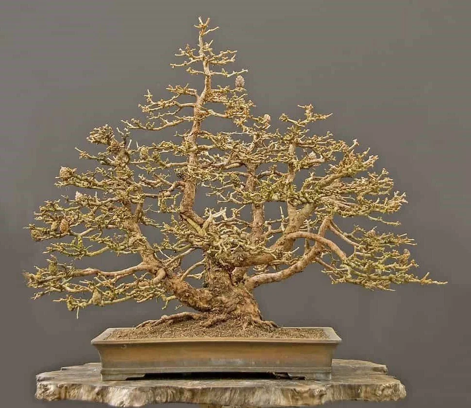 Larch Trees
