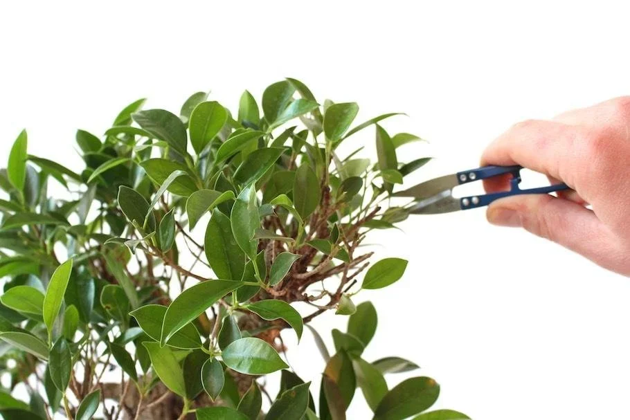 Defoliating a Bonsai