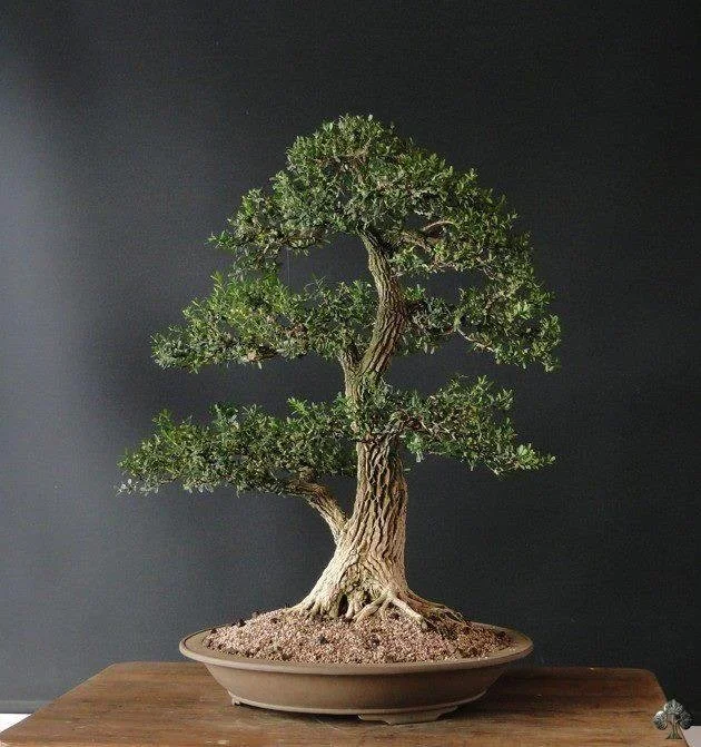 Buxus Harlandii - Victor Byrdy