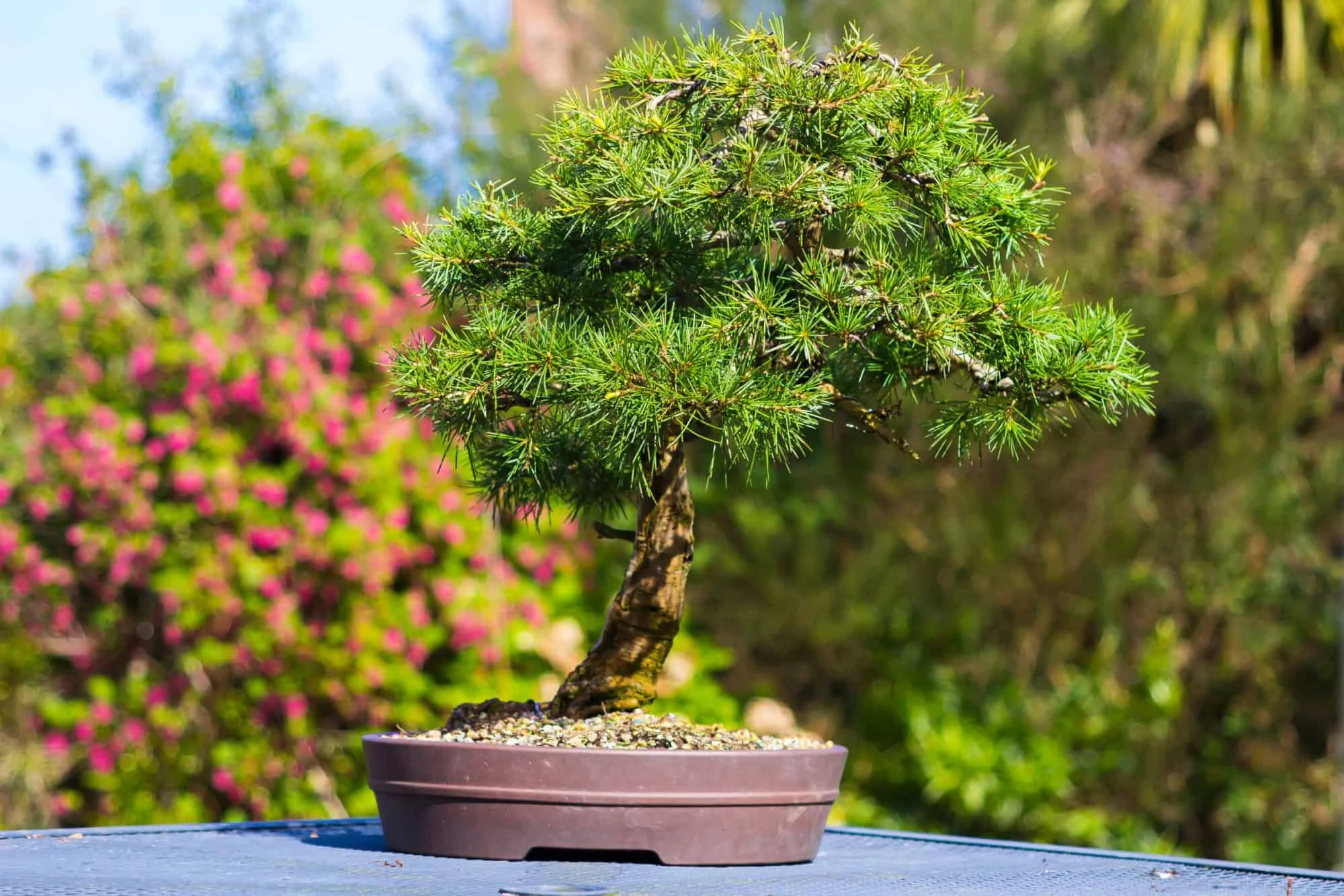Cedars as Bonsai