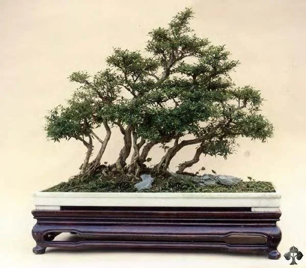 Serissa Foetida