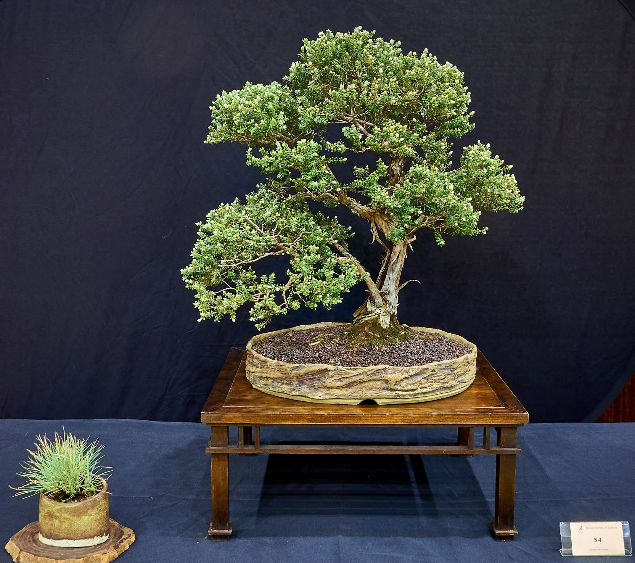 Choosing the Best Pot for Your Tree