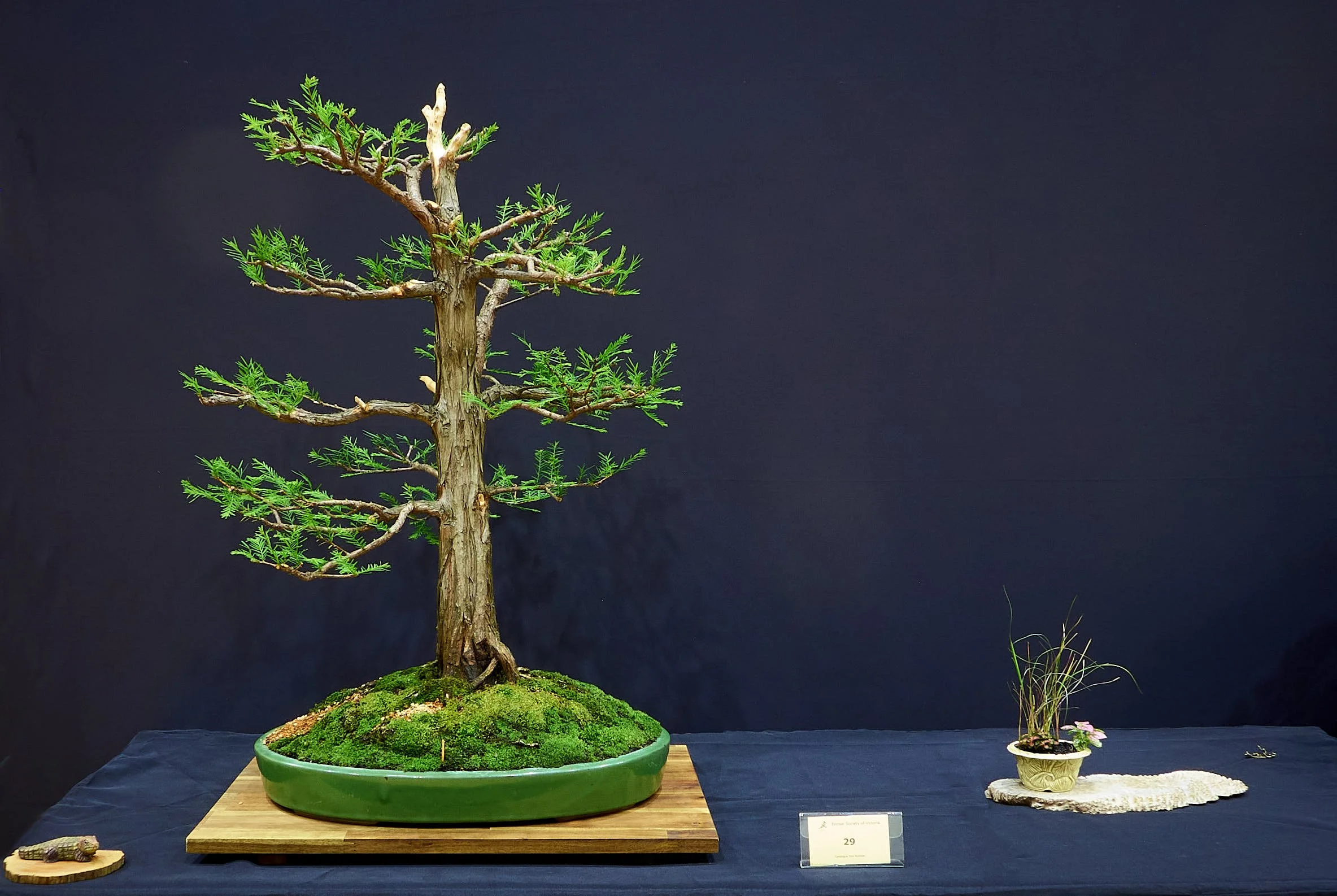 Growing in Colanders