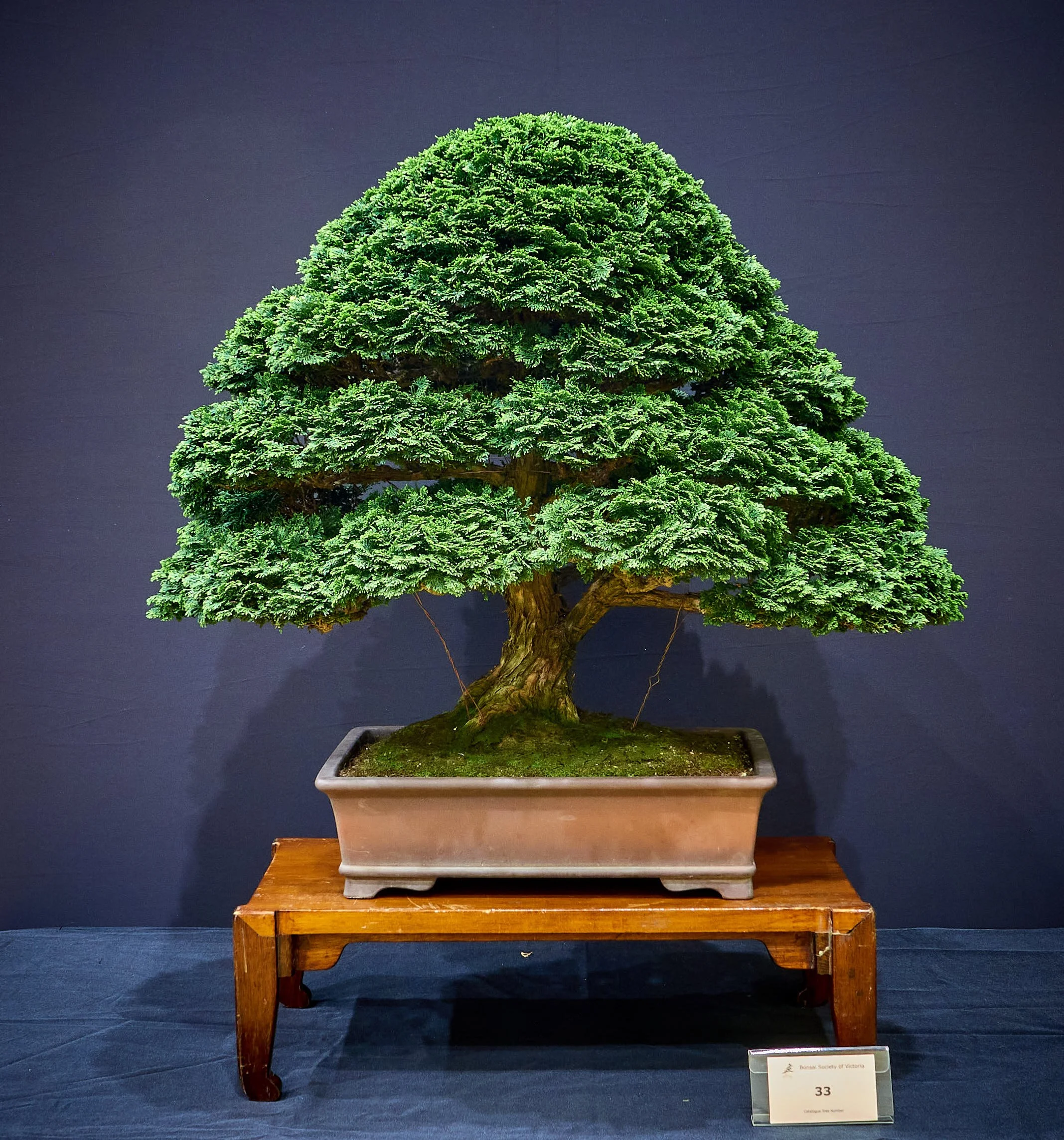 Preparing Trees for Exhibition