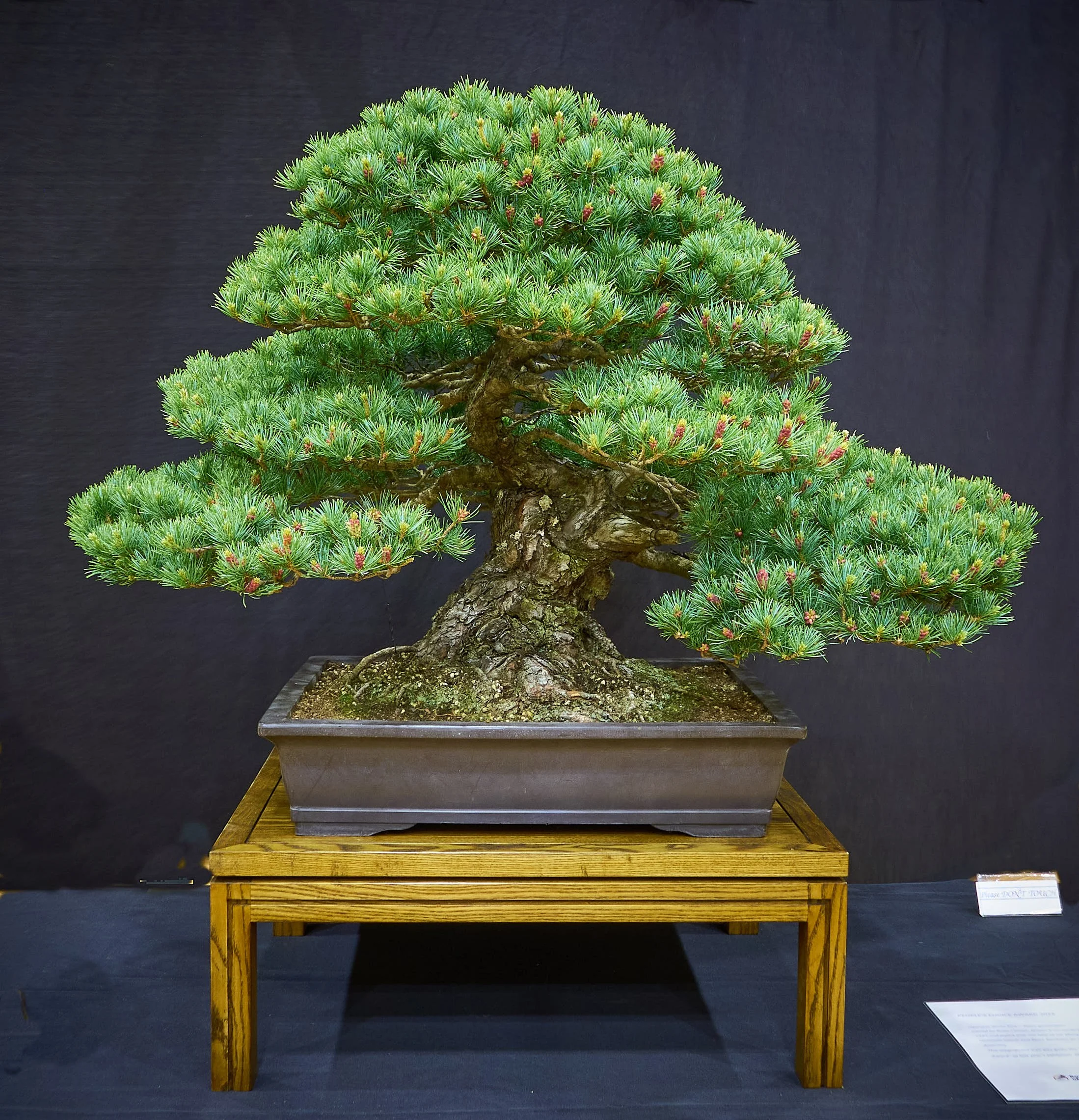 Best techniques for Flowering Trees