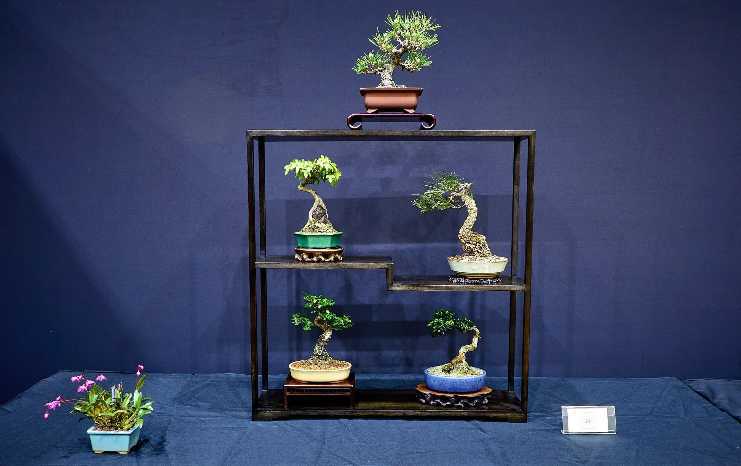 Air Layering Demonstration