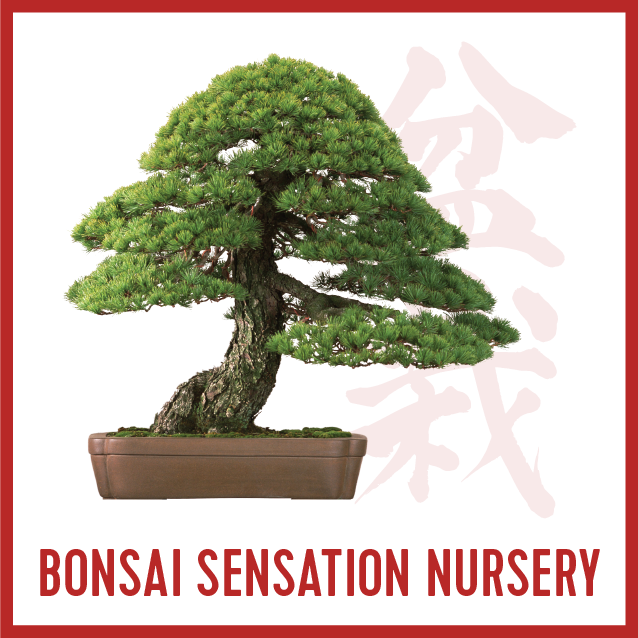 Bonsai Sensation Icon.png