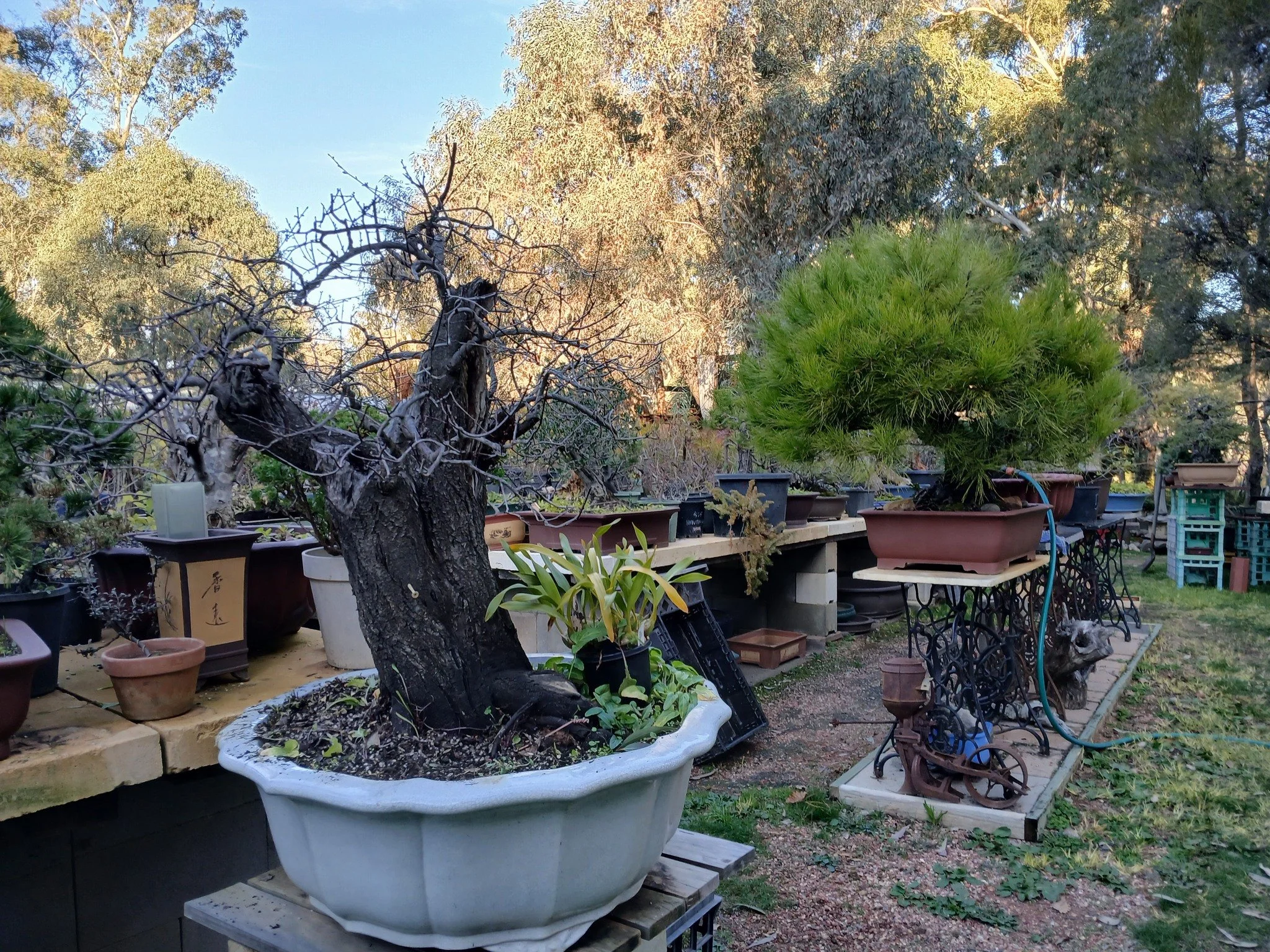 Moongate Bonsai Nursery (Bendigo) Tour &amp; Workshop