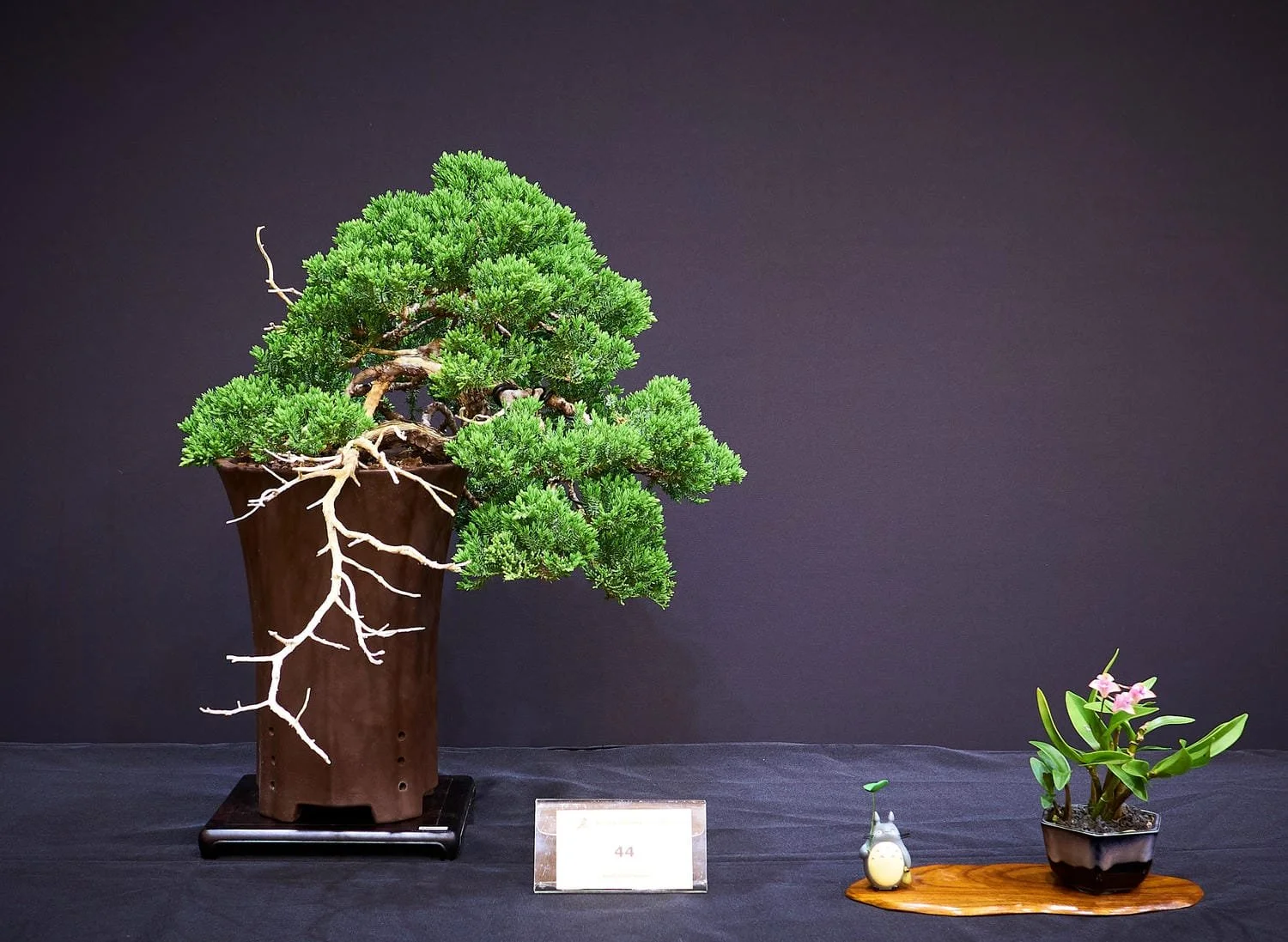 Juniper (Juniperus procumbens nana) - Cascade style with a light, refined trunk and strong ramification.