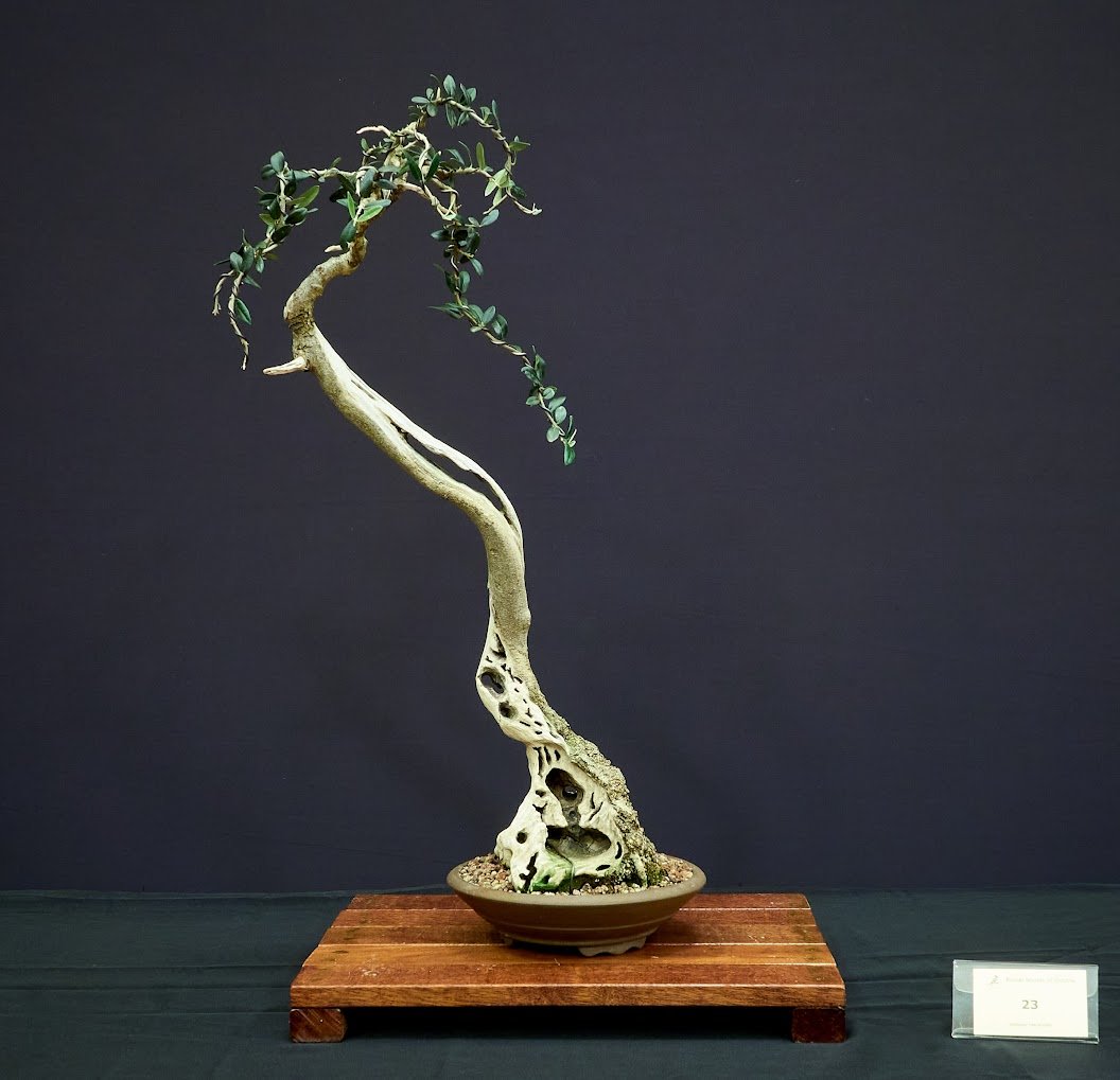 Olive (Olea Europaea) - Collected in 2013 and styled as a literati with carved base.