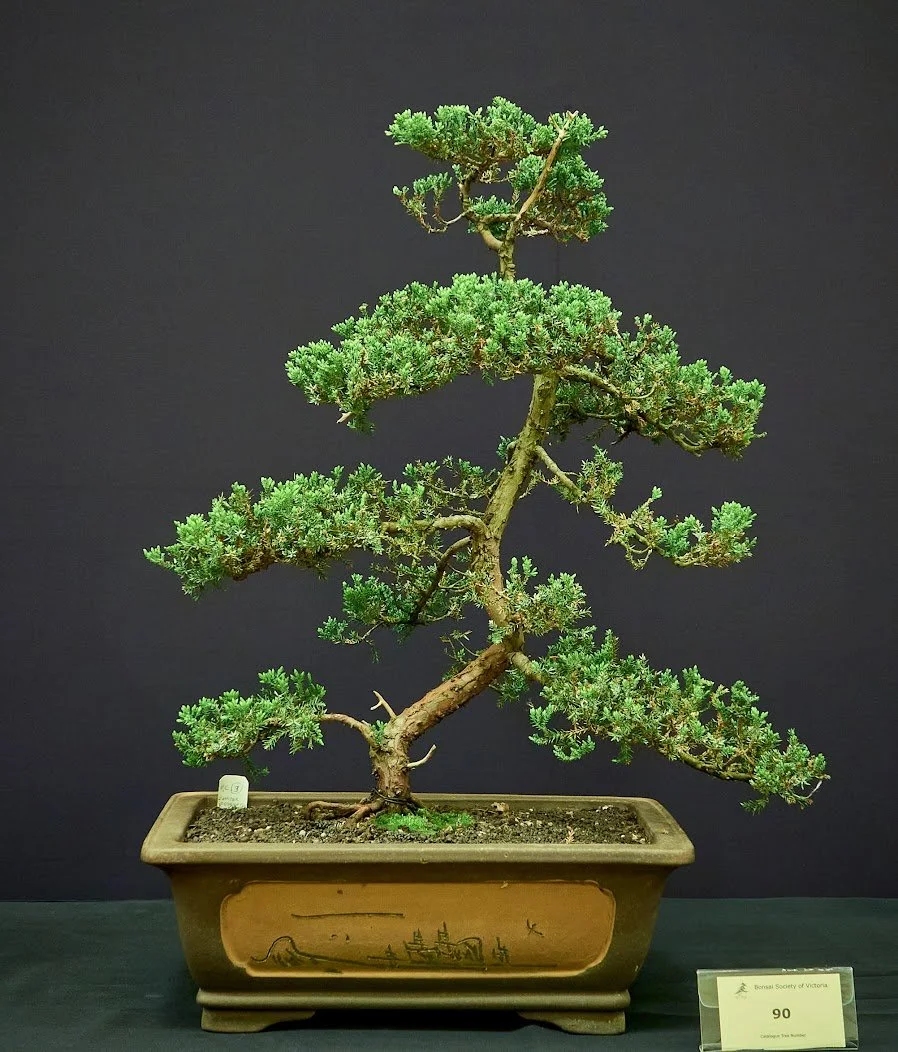 Juniper (Juniperus Squamata) - Won in raffle about 4 years ago and later trained as bonsai.