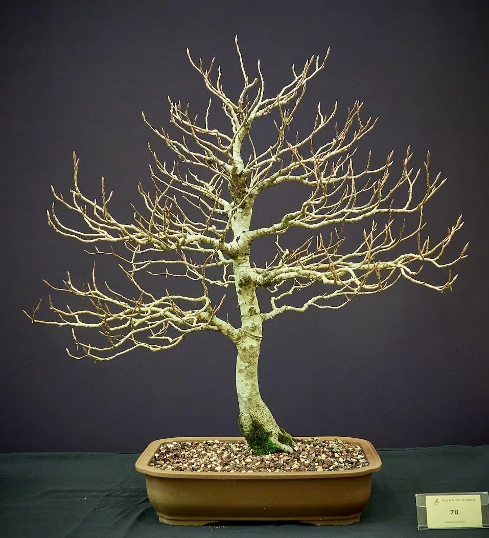 European Beech (Fagus Sylvatica) - Graceful old tree with twisted trunk and autumn colour.