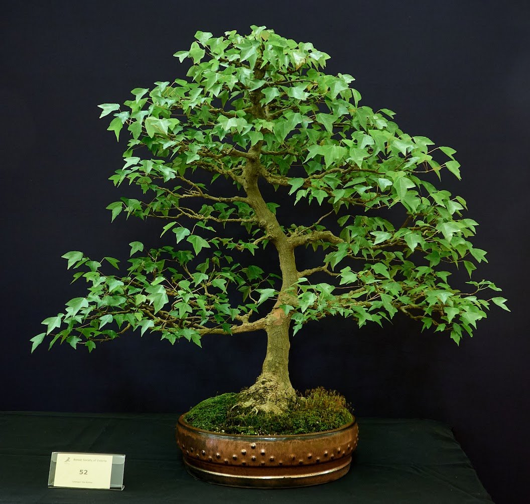 Trident Maple (Acer Buergerianum) - Informal upright style. Purchased as a developed tree in 2015.