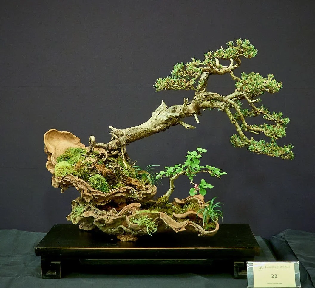 Sylvestris Pine (Pinus Sylvestris "Jemmy") - Purchased 2013 as nursery stock. Hand carved 2013 and 2017.