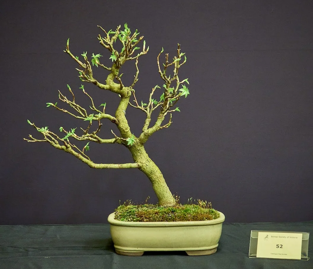 Liquidambar (Liquidambar Styraciflua) - Grown from self sown seed over 10 years. Recently styled as windswept.
