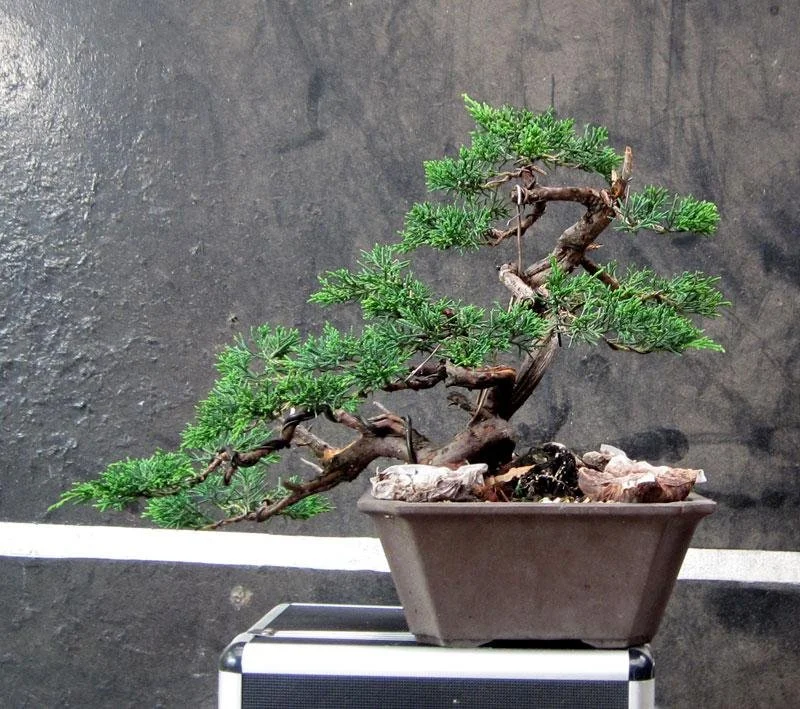 Shimpaku Juniper — Bonsai Society of Victoria