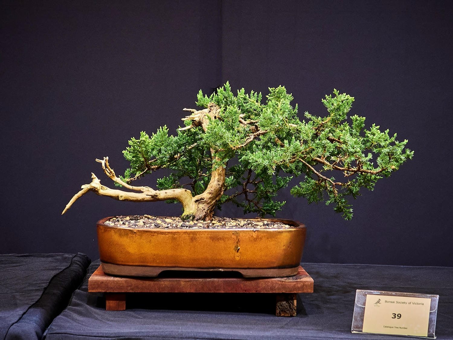 Juniper (Juniperus) - Obtained through the BSV. Bonsai training began 2018.