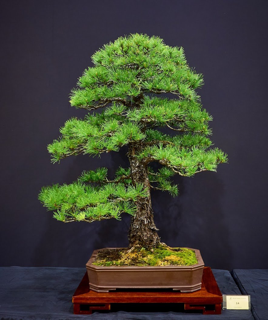 Radiata Pine (Pinus Radiata) - From a seedling collected in the mid 1980s.