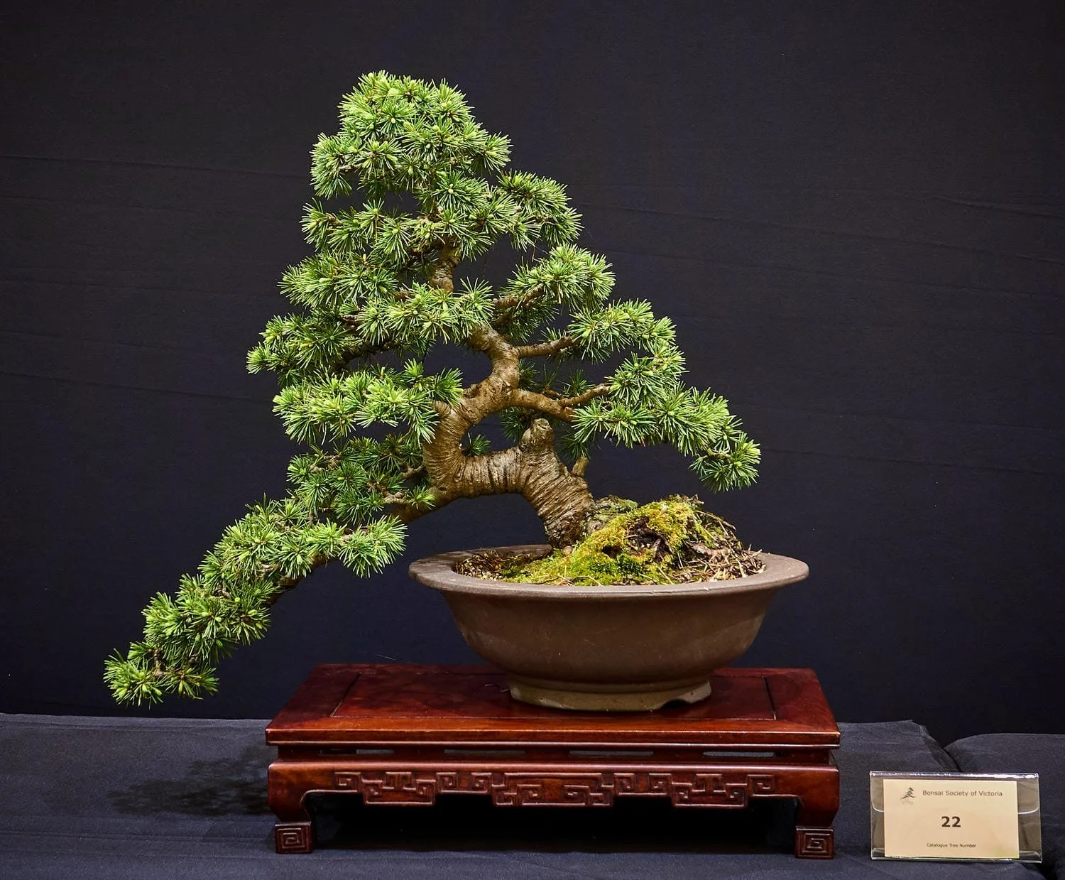 Cedar (Cedrus) - Styled about 2015.