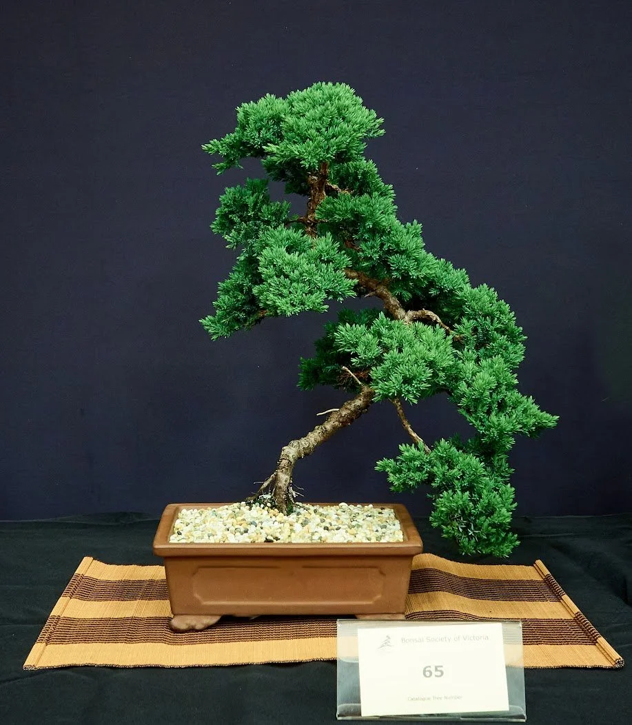 Himalayan Juniper (Juniperus Squamata) - Styled at the Novice Program May 22.