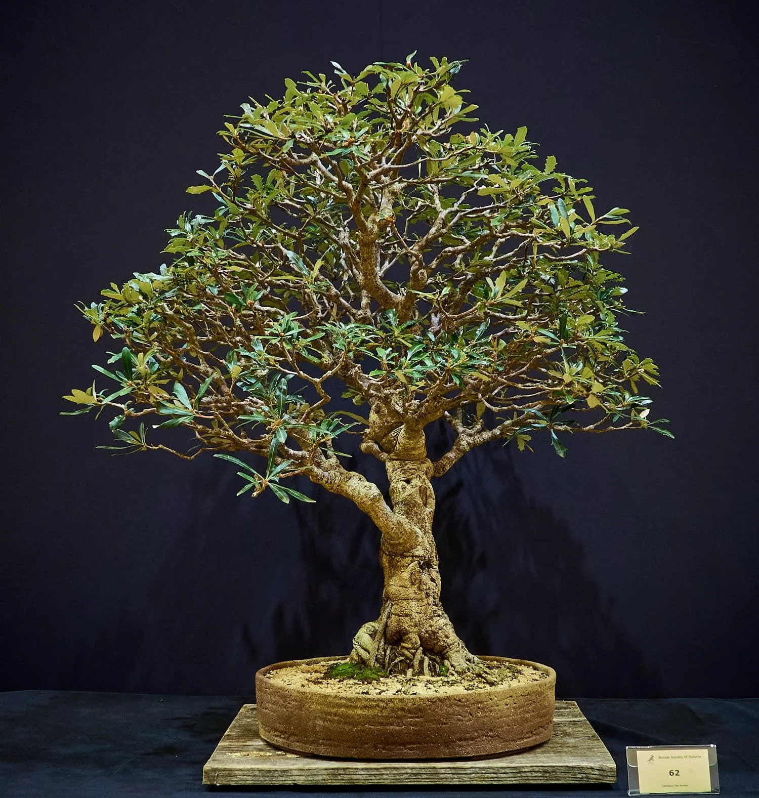 Coast Banksia (Banksia integrifolia) - Created from nursery stock in the early 1980s.