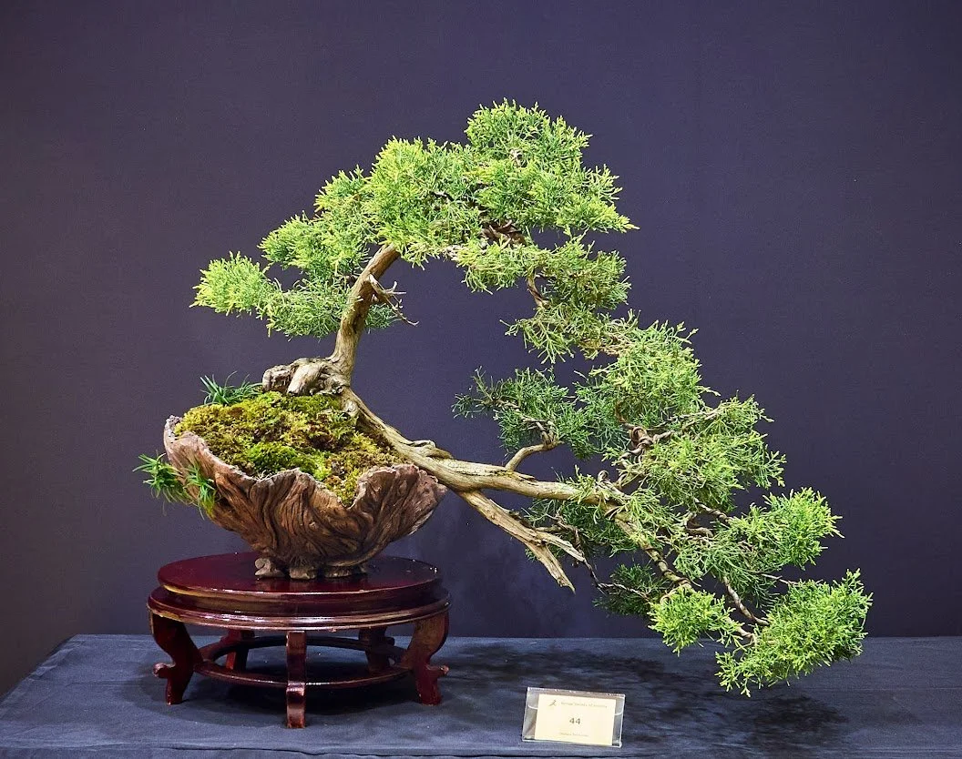 California Juniper (Juniperus Californica) - Semi cascade bought a few years ago.