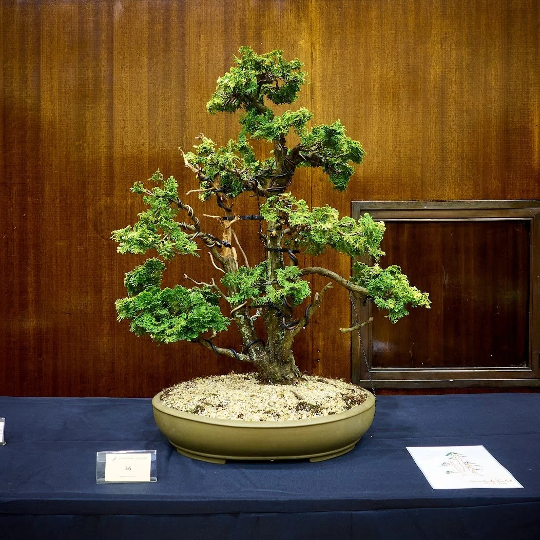 Golden Hinoki (Chamaecyparis Obtusa) - Triple trunk restyled by Hirotoshi Saito.