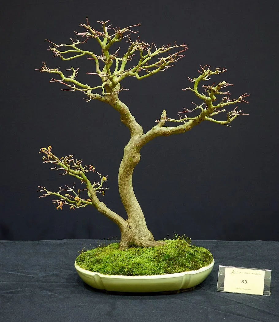 Japanese Maple (Acer Palmatum) - Twin trunk style by layering two trees.