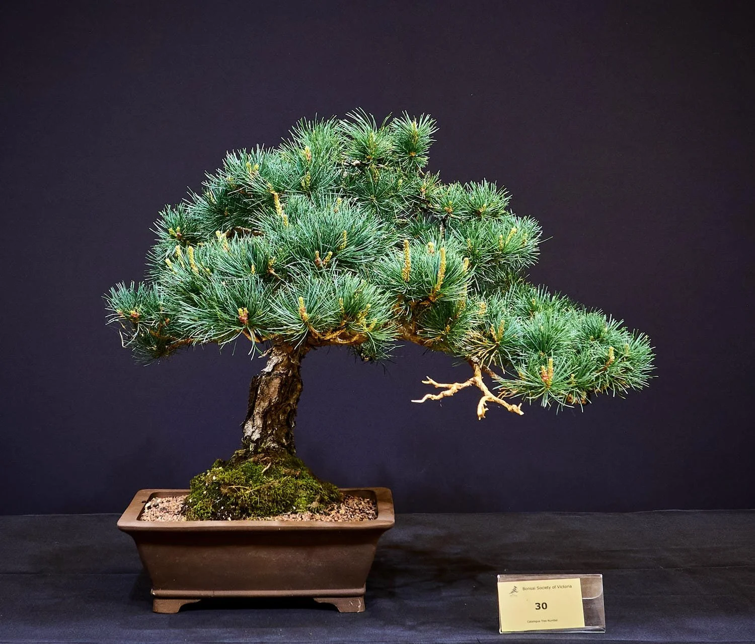 Japanese White Pine (Pinus parviflora) - Styled with jins to show its strength as an older tree. Displayed here in a recent pair of Japanese shoes: Izumi-ya 'Zenigo'.