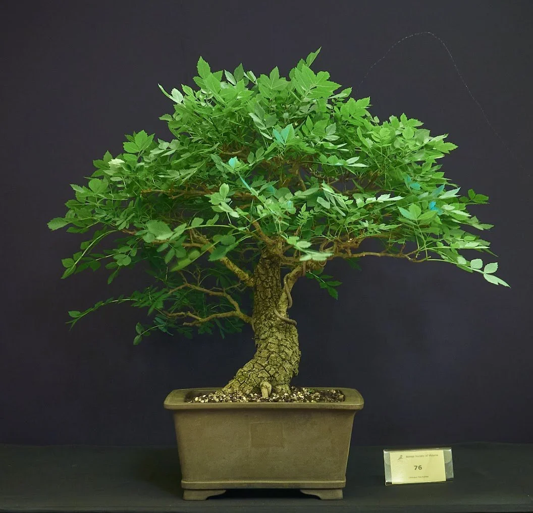 Desert Ash (Fraxinus Angustifolia) - Recovered nursery stock from Moongate Nursery 2018.