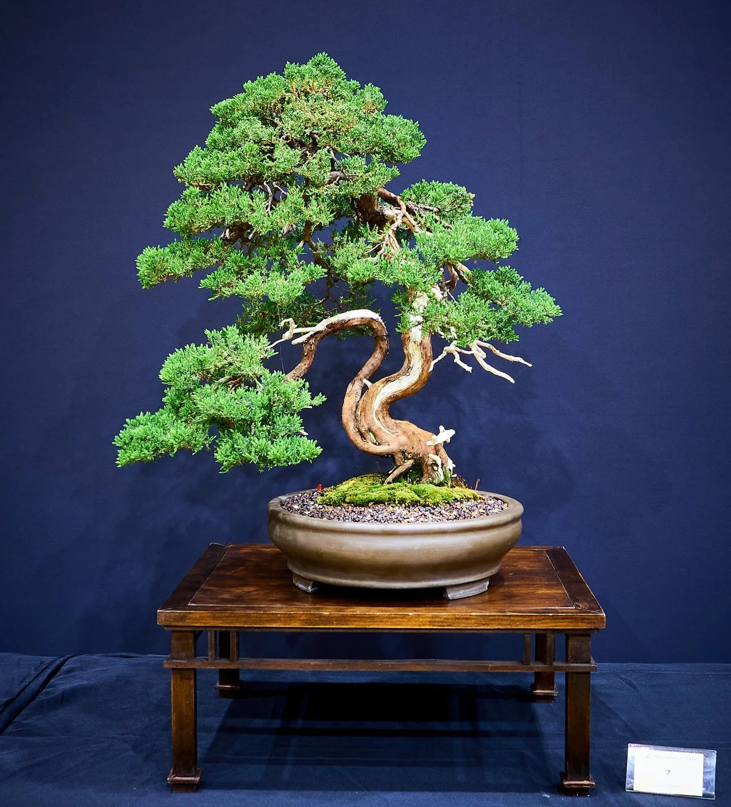 Himalayan Juniper (Juniperus squamata) - Grafted in 1990s. First styled in 2007 and re-designed and evolved over the subsequent years.