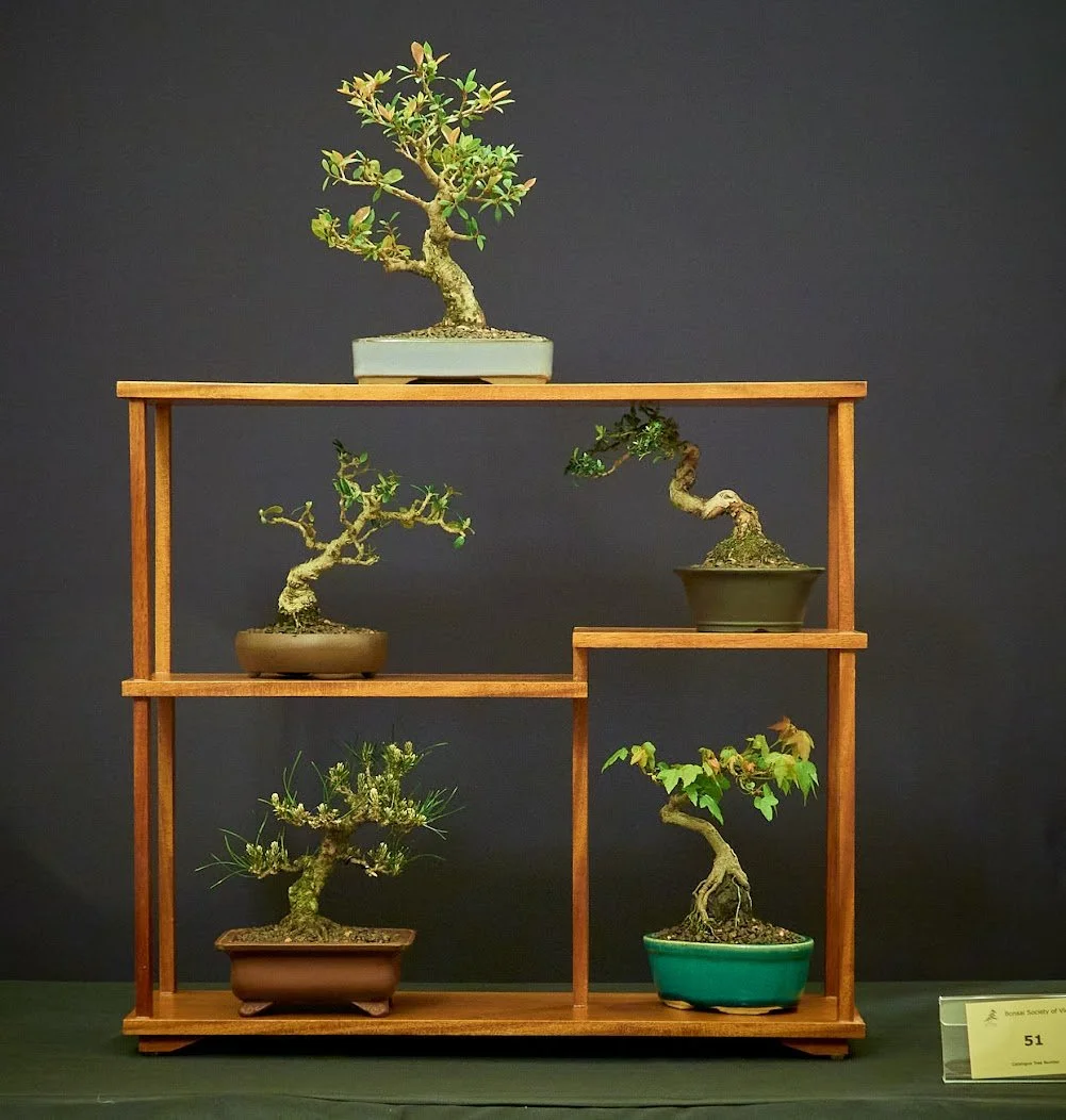 Shohin display (Mini bonsai) - Olive, Lilly Pilly, Sweet Myrtle, Maple, Black Pine.