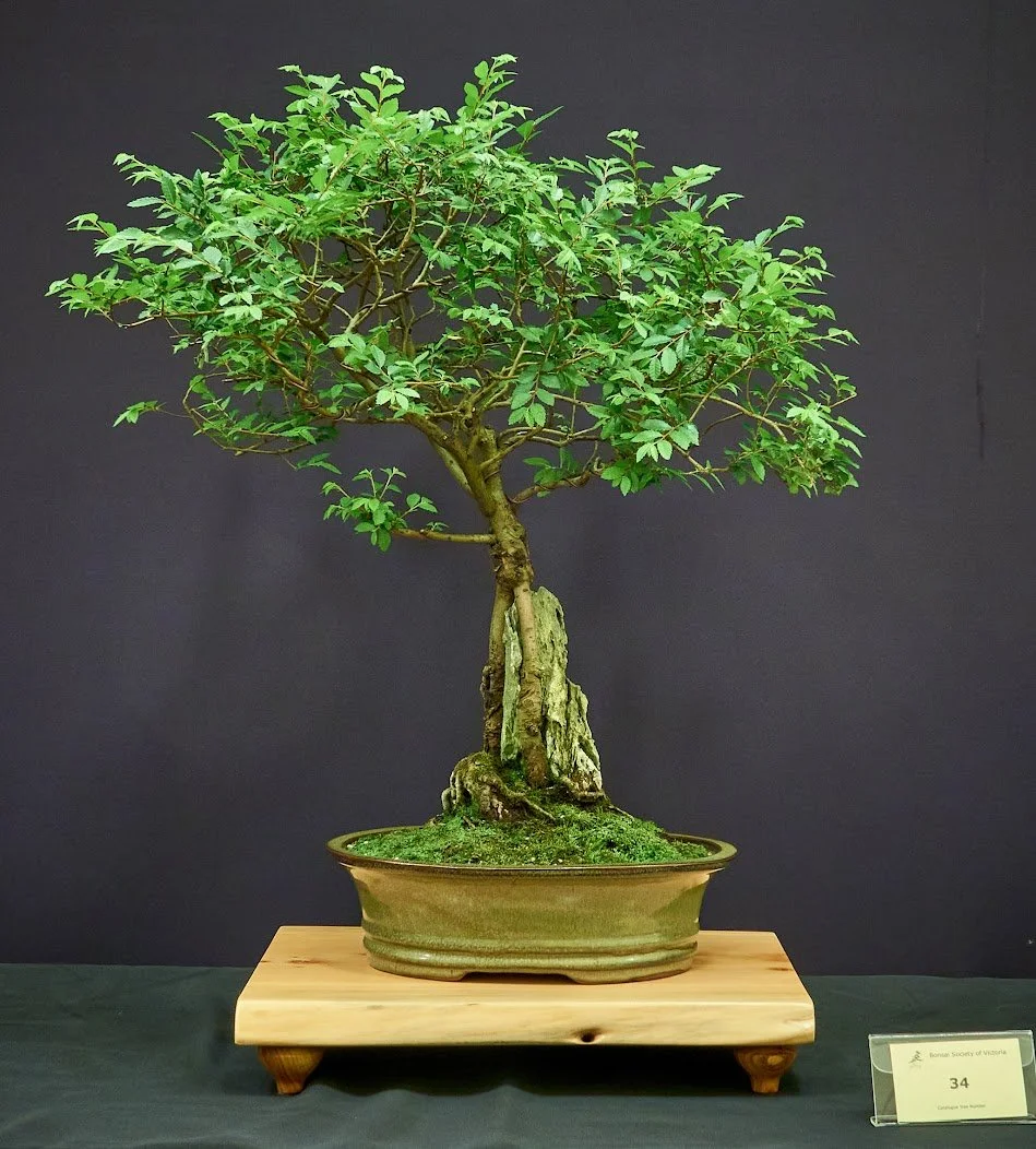 Chinese Elm (Ulmus Parvifolia) - Displayed in memory of Barry Whitehead. Grown from small plant 15–20 years.