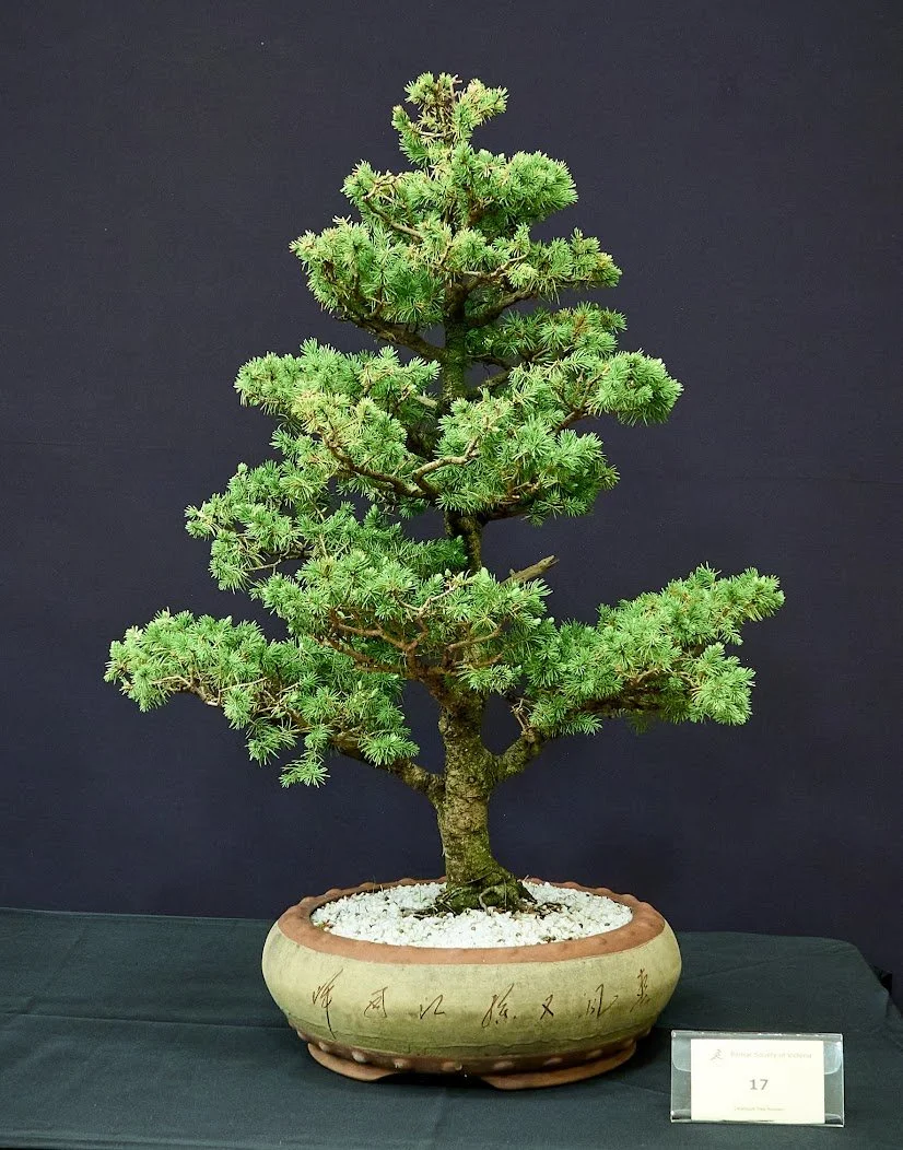 Spruce (Picea Spruce) - Purchased in nursery as a Christmas tree. 20 years ago.