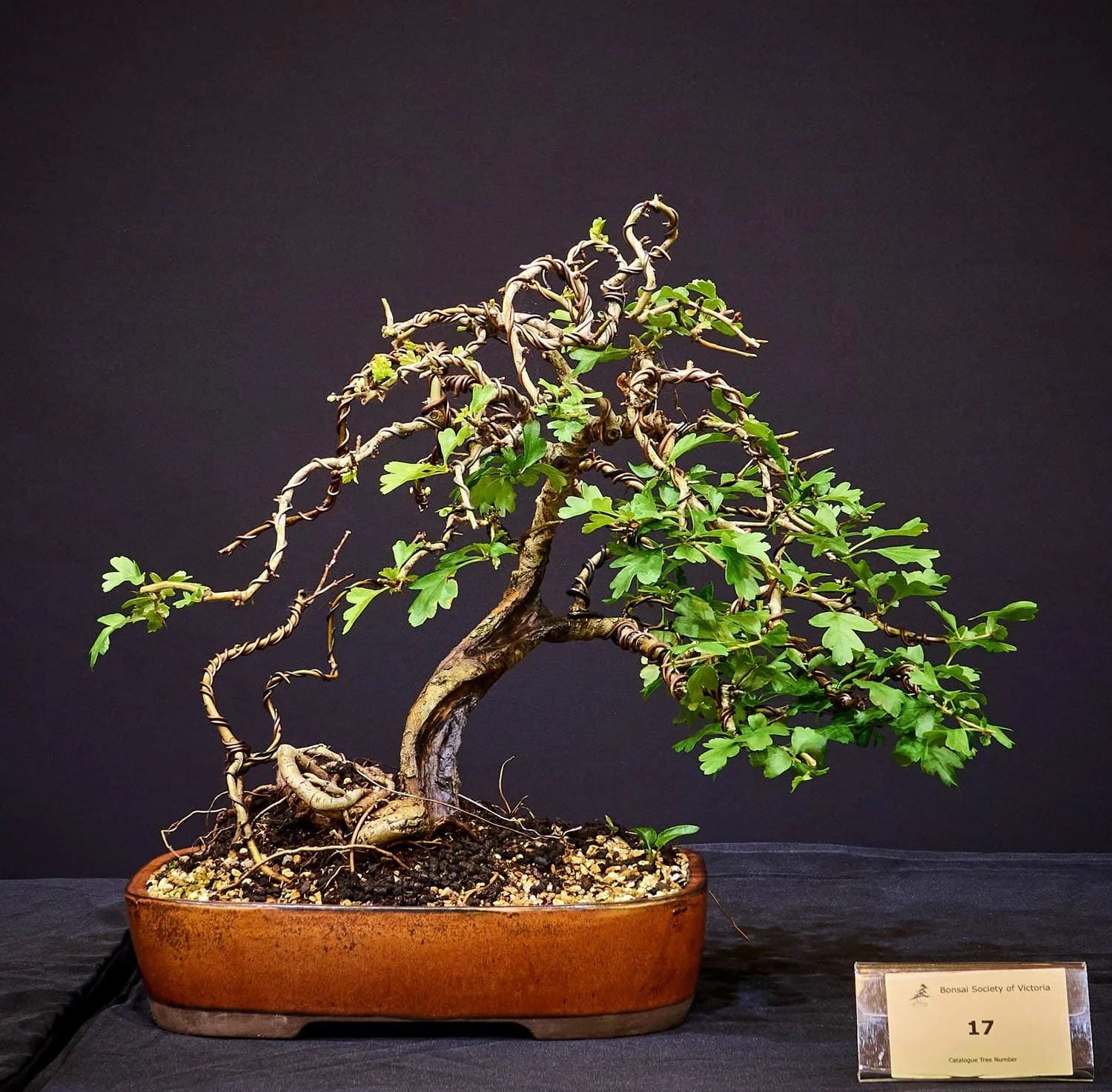 Hawthorn (Crataegus) - Nursery stock from Moongate nursery.