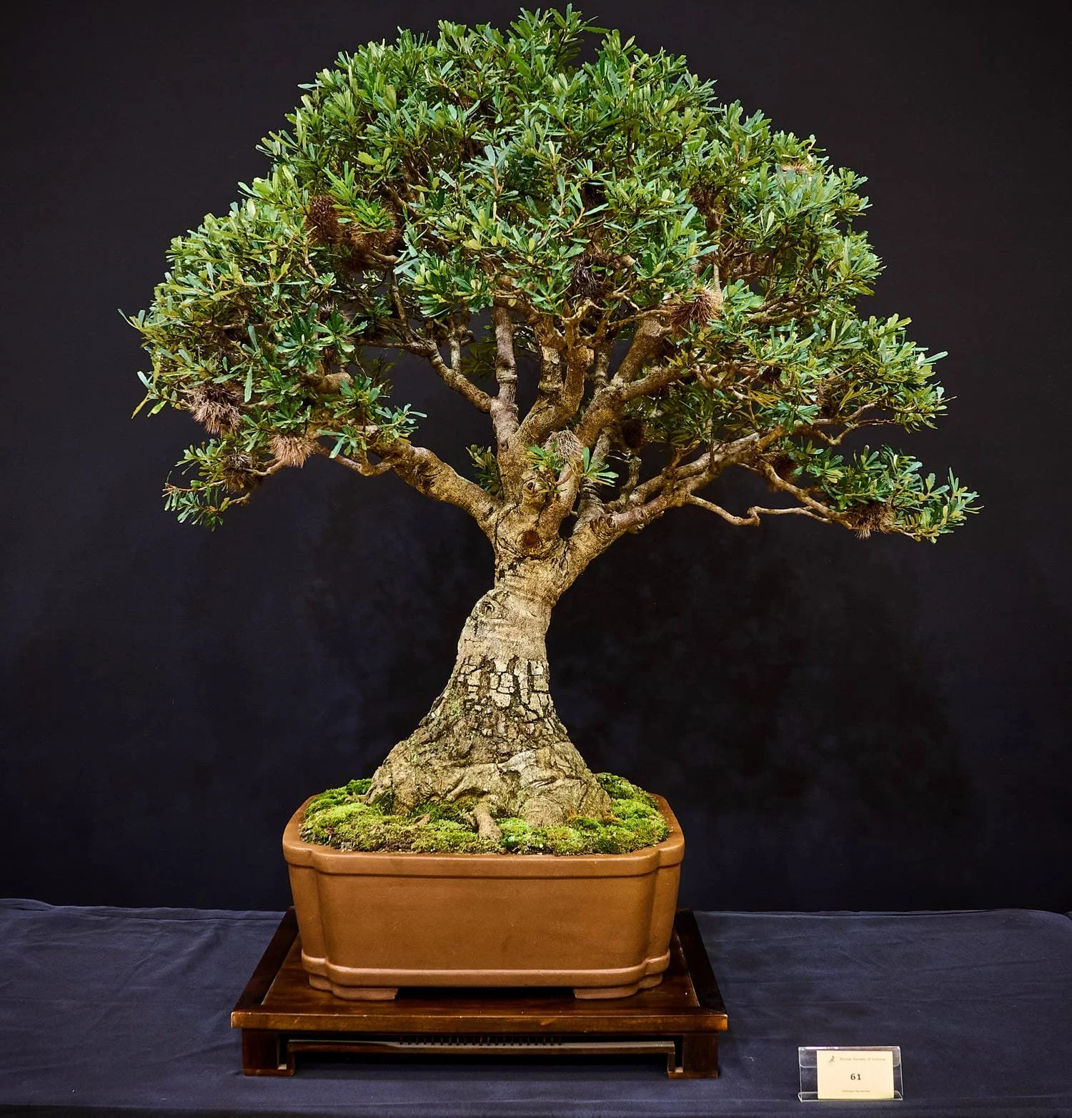 Banksia (Bonsai marginata 'mini marg') - Originally grown from seed in Tasmania and is estimated to be in excess of 50 years old.