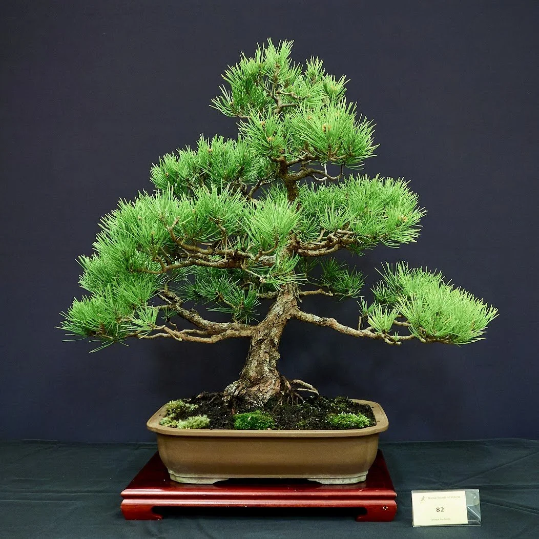 Japanese Black Pine (Pinus Thunbergii) - Tokonoma display. Mature tree of 28 years purchased at BSV trading table 1992.