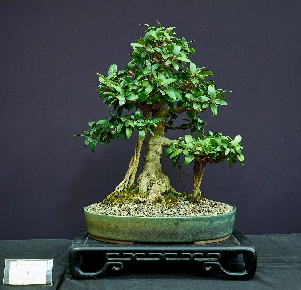 Port Jackson Fig (Ficus Rubiginosa) - In training 15 years with aerial roots developing over the last 8.