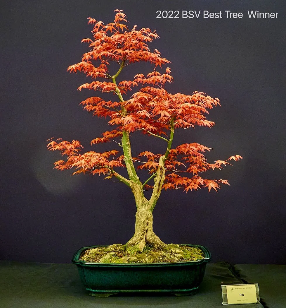 Members' Choice Winner: Robert Mullner — Japanese Maple (Acer Palmatum 'Chisio') - Grown from nursery stock. In training 6 years.