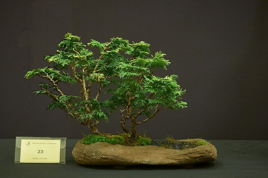 Hinoki Cypress (Chamaecyparis Obtusa "Nana") - Nursery stock purchased 2012. First bonsai pot after styling 2016.