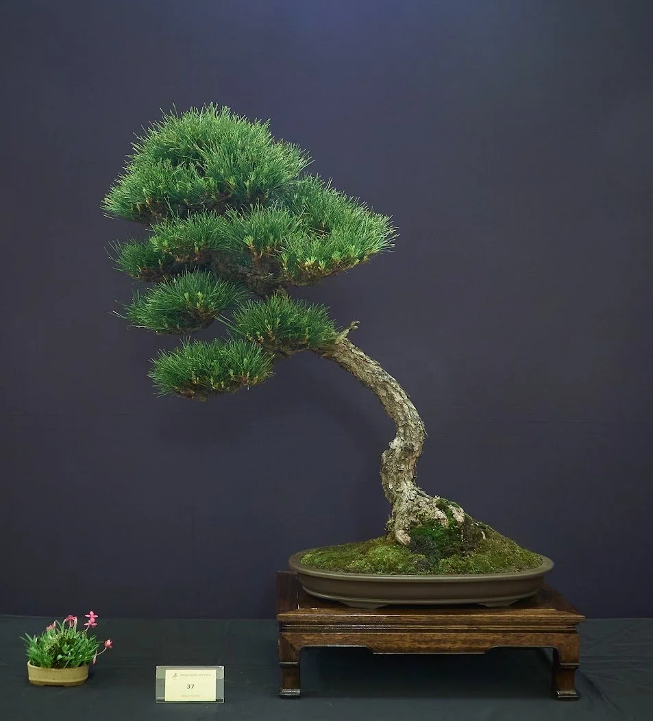 Scots Pine (Pinus Sylvestris) - Originally styled as informal upright. Redesigned as slanting style.