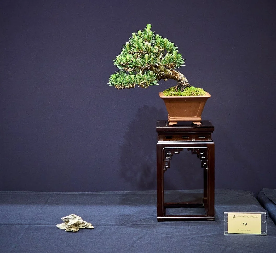 Japanese Black Pine (Pinus Thunbergii) - Semi cascade shohin size. Styled with deadwood as the front. High quality Yixing pot.