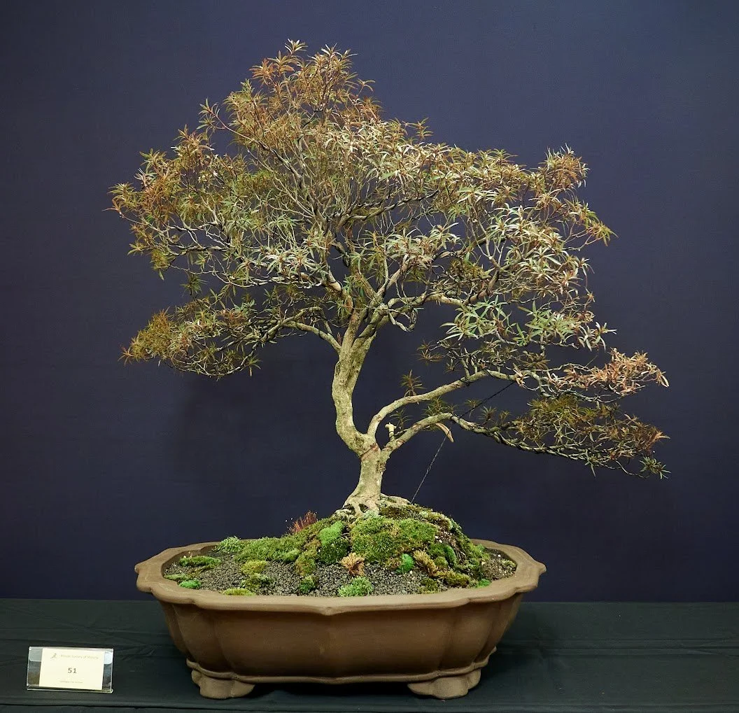 Azalea Satsuki (Rhododendron Indicum) - In a new pot this year using Kanuma specialty substrate mixture. Chinese pot.