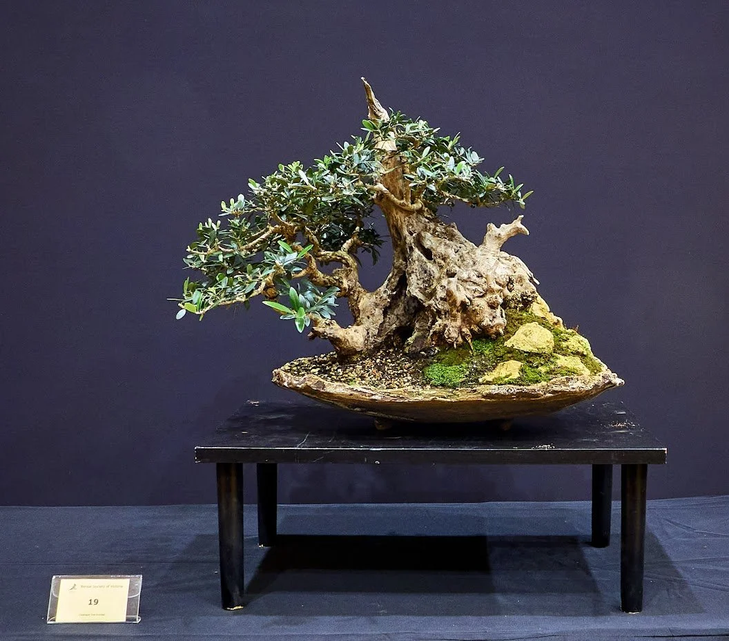 Common Olive (Olea Europaea) - Collected from the wild in 2018. After recovering for a year, underwent first styling in 2019.