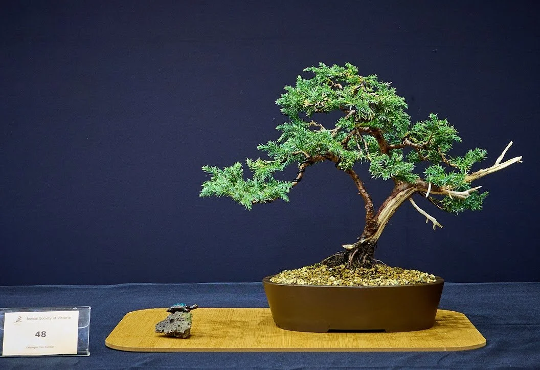 Juniper (Juniperus Squamata) - Collected from demolition site 3 years ago. In training for 2 years.