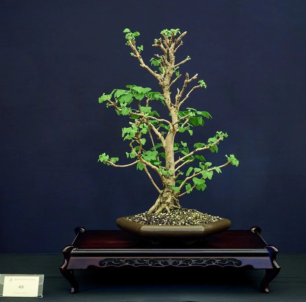 Ginkgo (Ginkgo Biloba) - Purchased as nursery stock about 20 years ago.