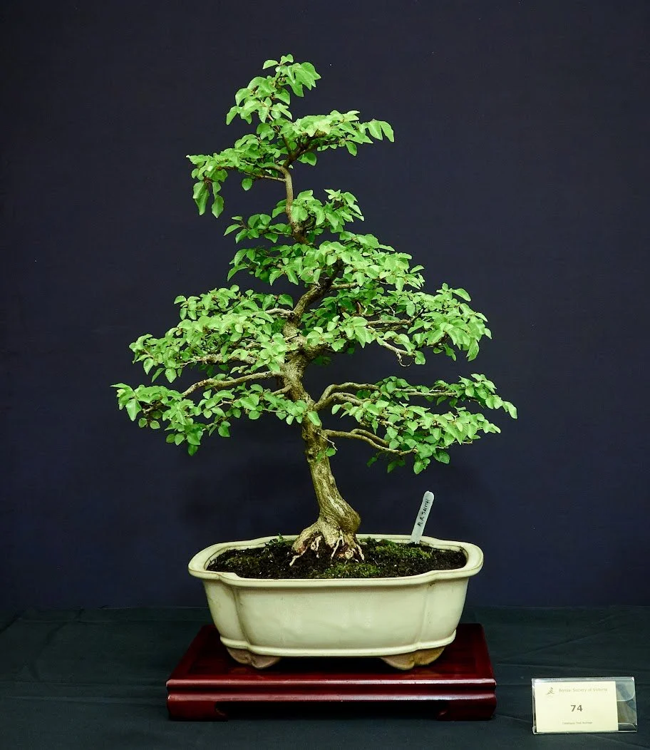 Korean Hornbeam (Carpinus Coreana) - From Bonsai Nursery in US in 1998. Small cutting passed through quarantine with permit.