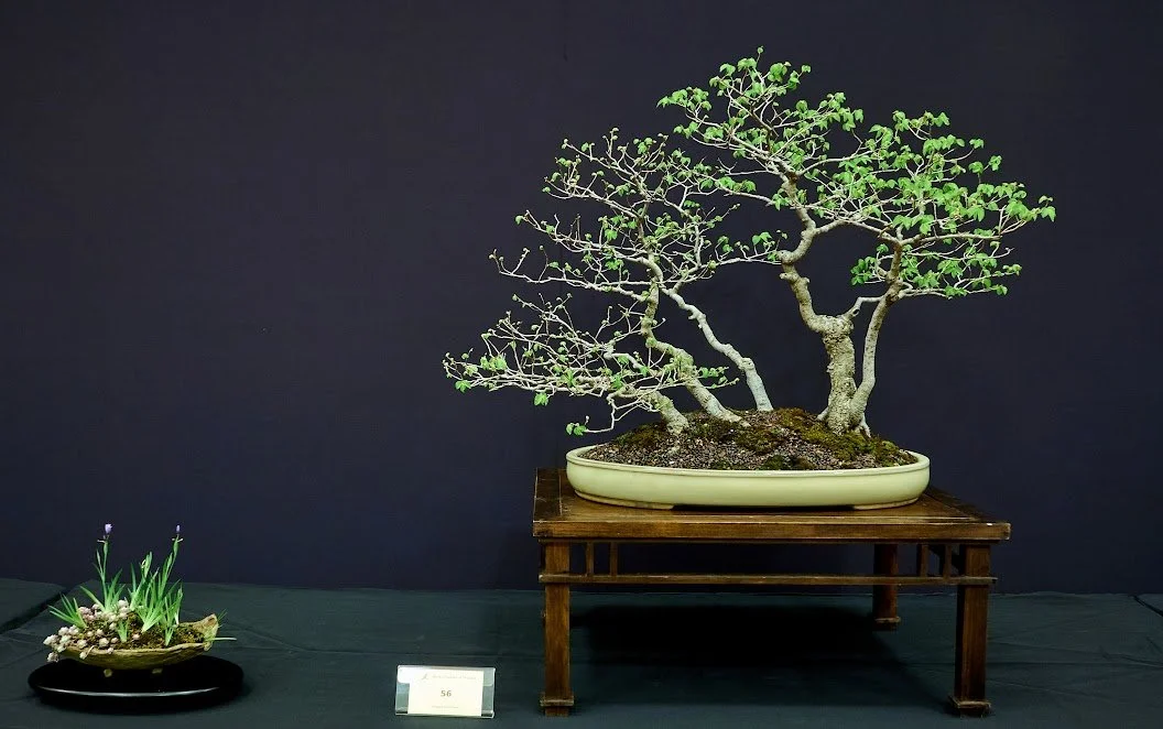 English Elm (Ulmus Procera) - Trees collected from a cow paddock (trampled and chewed) 20 years ago.